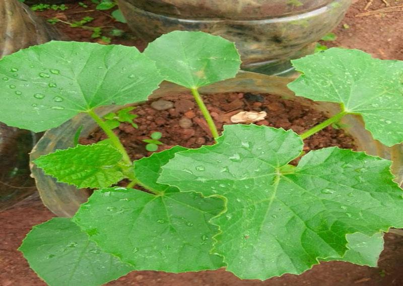 L'agriculture urbaine